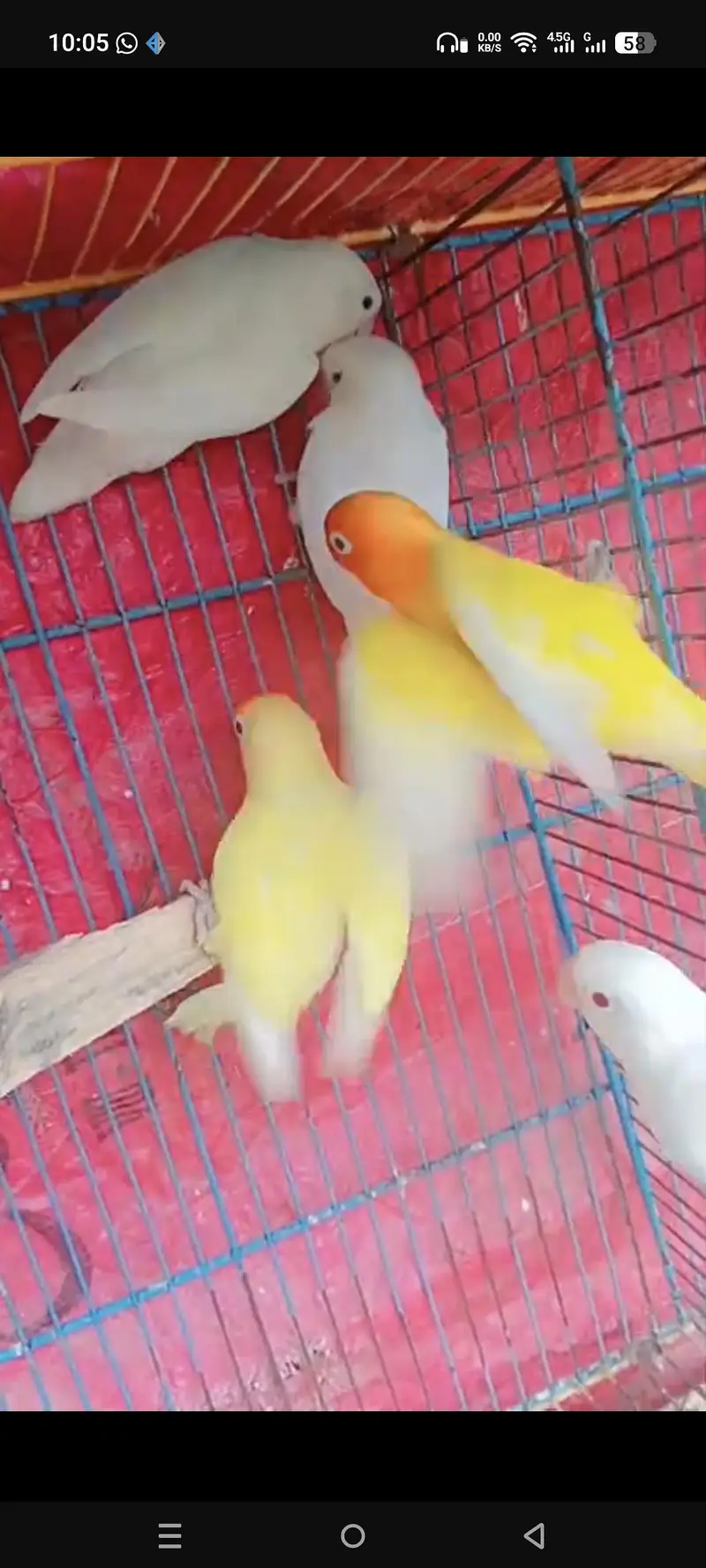 Lovebirds — photo 2