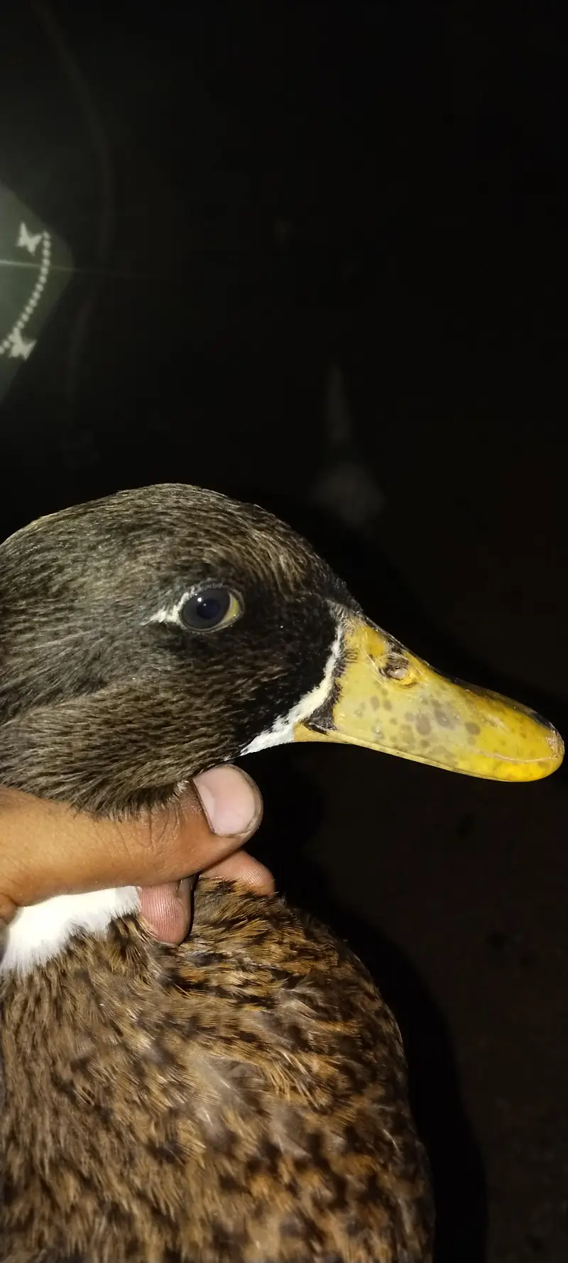 mashallah kise kisam ka koy masla ni ha in ma — photo 2