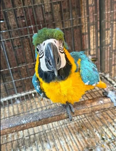blue Macaw parrot checks for sale0346%%273%%8809