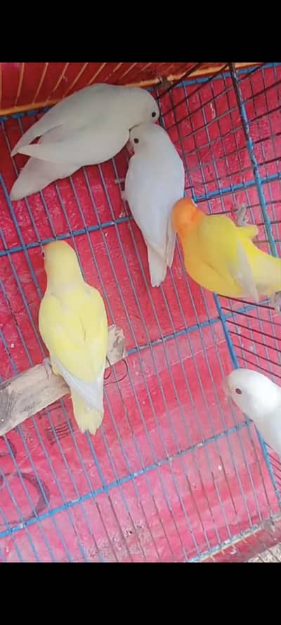 Lovebirds