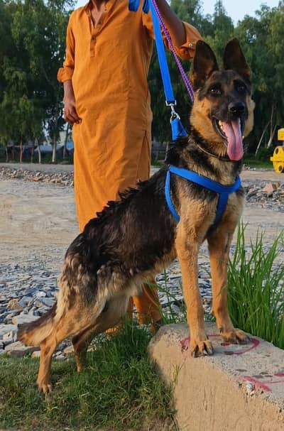German Shepherd male double coat male 12month fullsecurity guard sale
