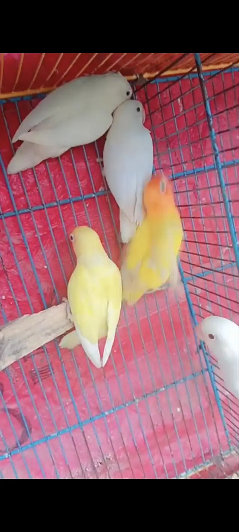 Lovebirds — photo 2