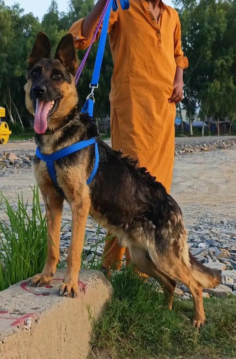 German Shepherd male double coat male 12month fullsecurity guard sale — photo 2