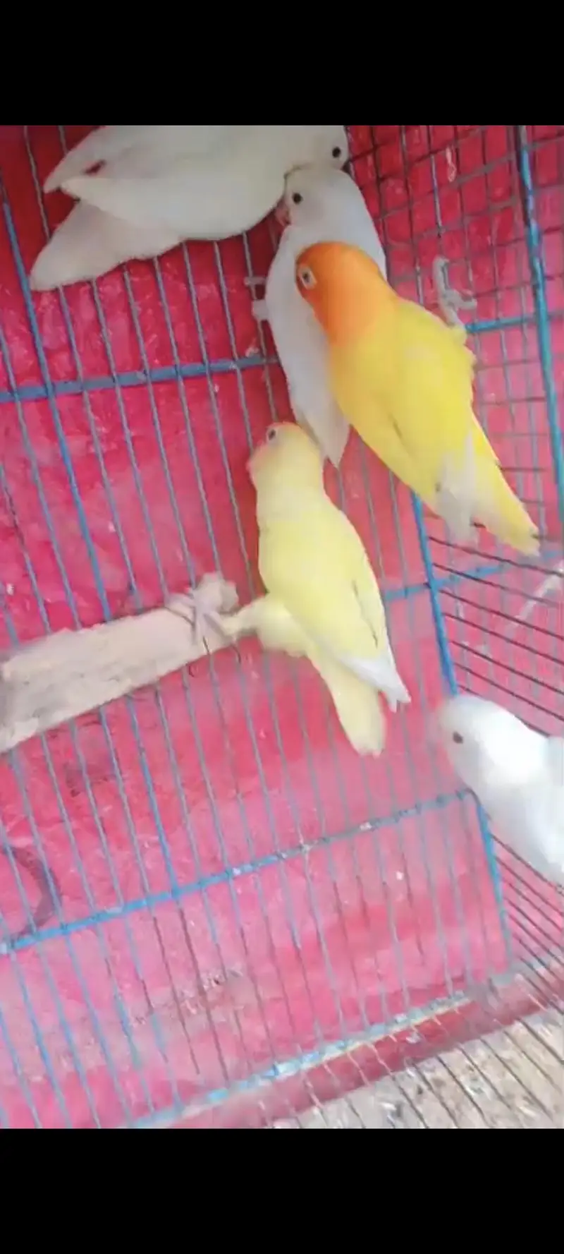 Lovebirds — photo 3