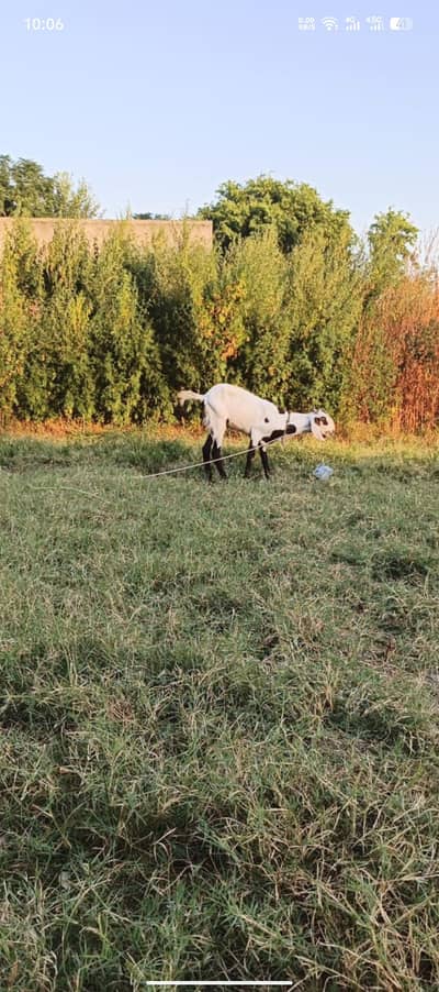 2 dant bakri he 1 sowa he adha letar mlik de rahi he helthi acteve he