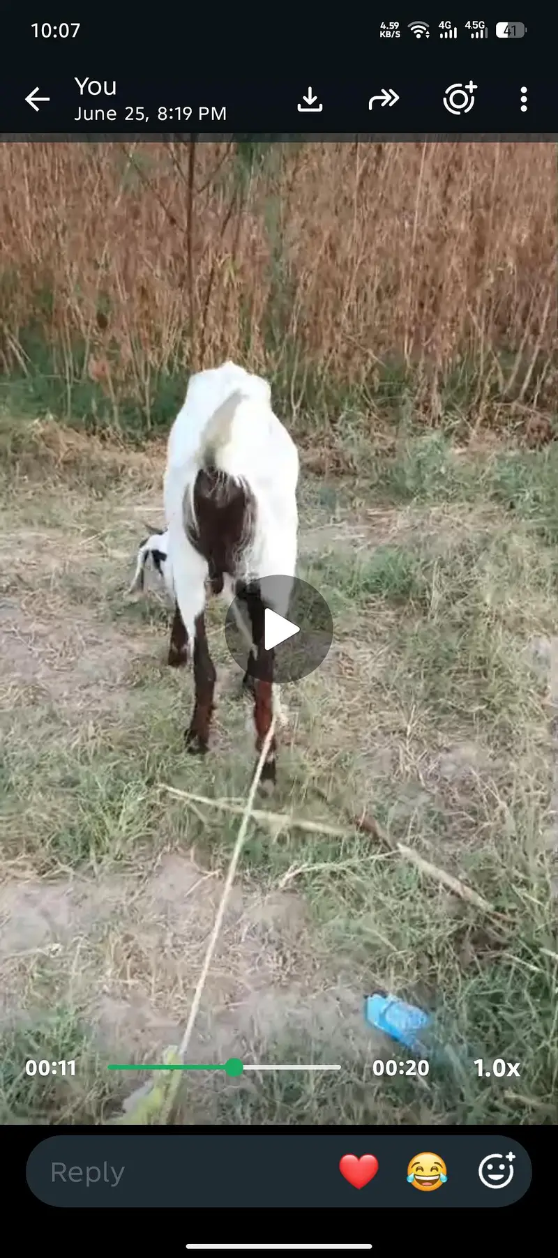 2 dant bakri he 1 sowa he adha letar mlik de rahi he helthi acteve he — photo 2