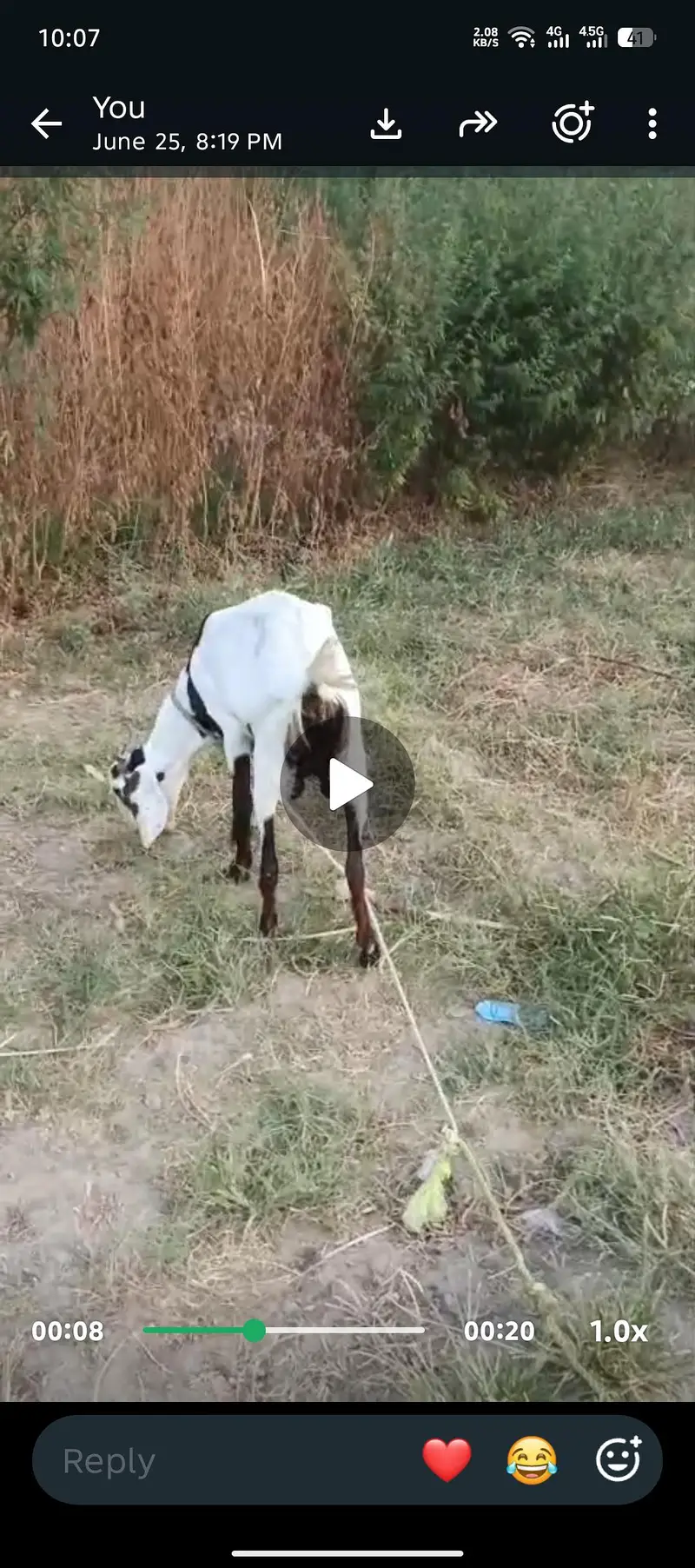 2 dant bakri he 1 sowa he adha letar mlik de rahi he helthi acteve he — photo 3