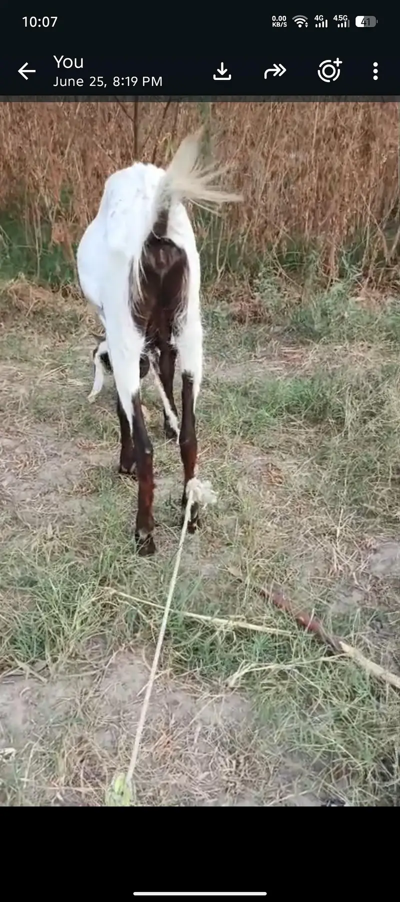 2 dant bakri he 1 sowa he adha letar mlik de rahi he helthi acteve he — photo 5