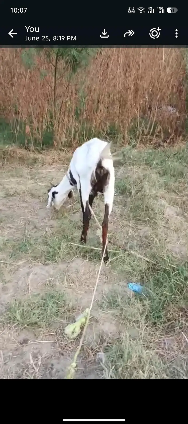 2 dant bakri he 1 sowa he adha letar mlik de rahi he helthi acteve he — photo 7