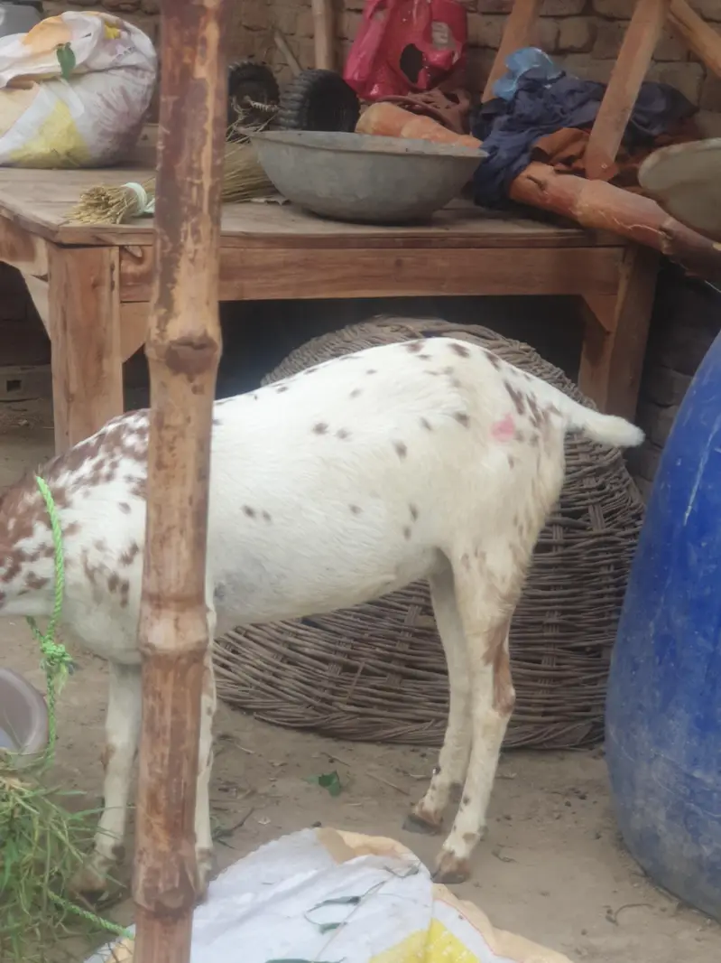 barbari makhi cheni — photo 2
