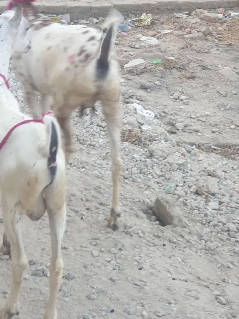 barbari makhi cheni — photo 3