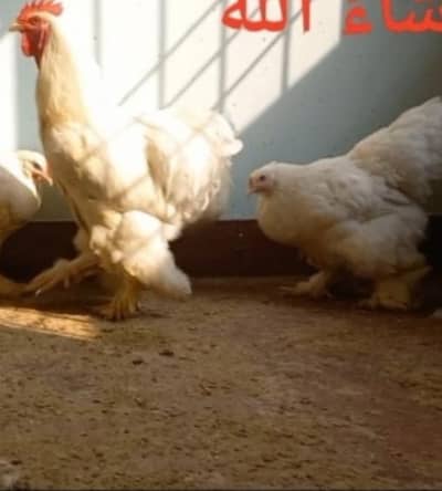 healthy hens for sale white heavy buff good breed