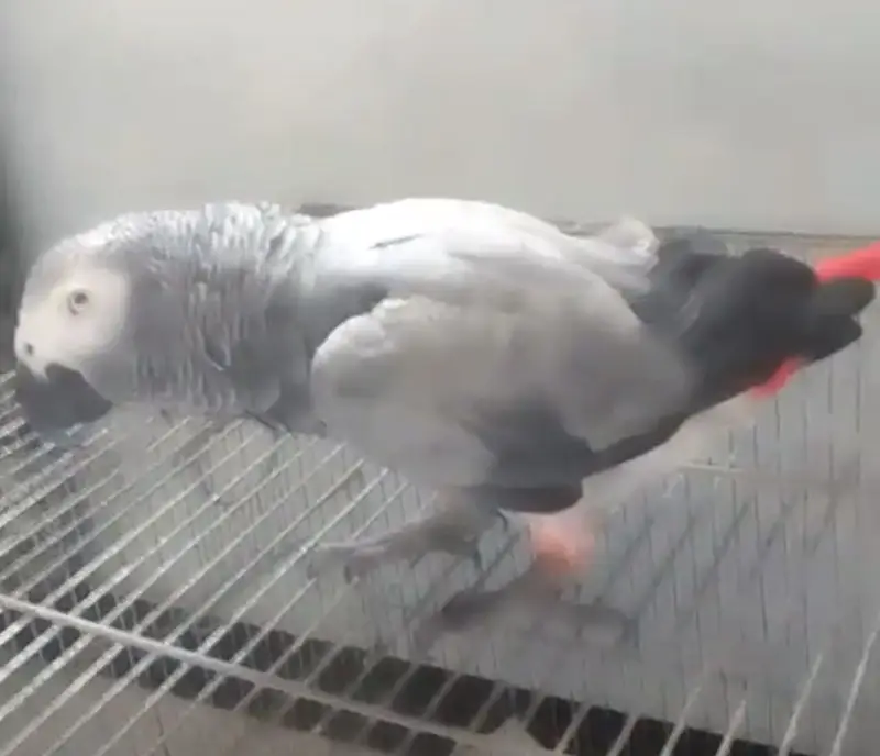 Gray parrot femal — photo 2