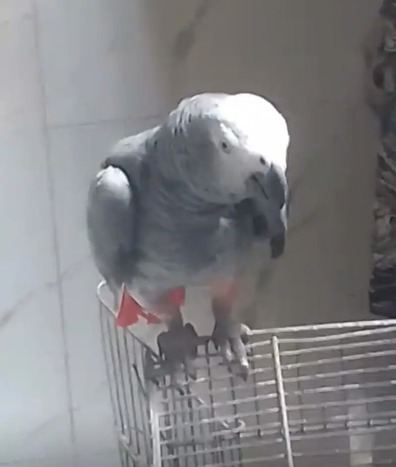 Gray parrot femal — photo 3