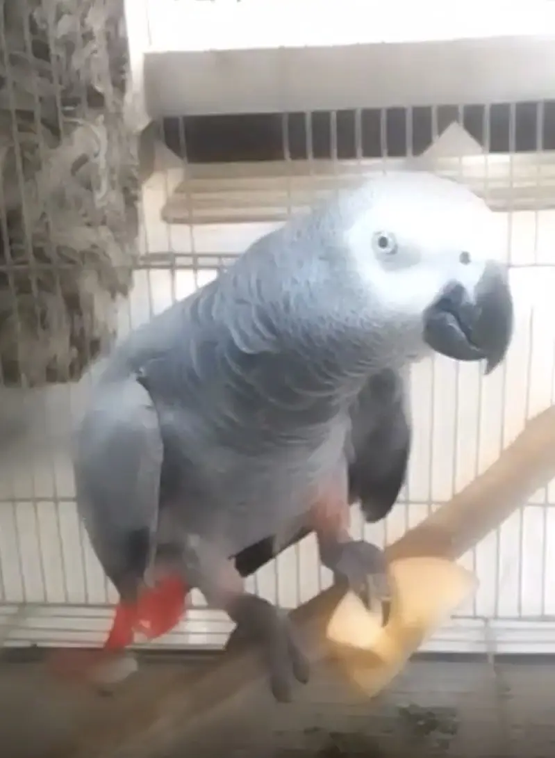 Gray parrot femal — photo 5