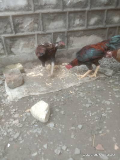 aseel pair