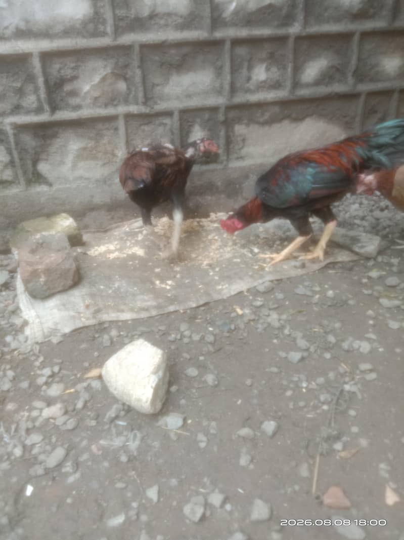 aseel pair 0