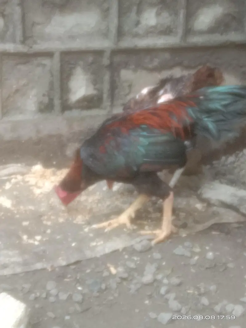 aseel pair — photo 2