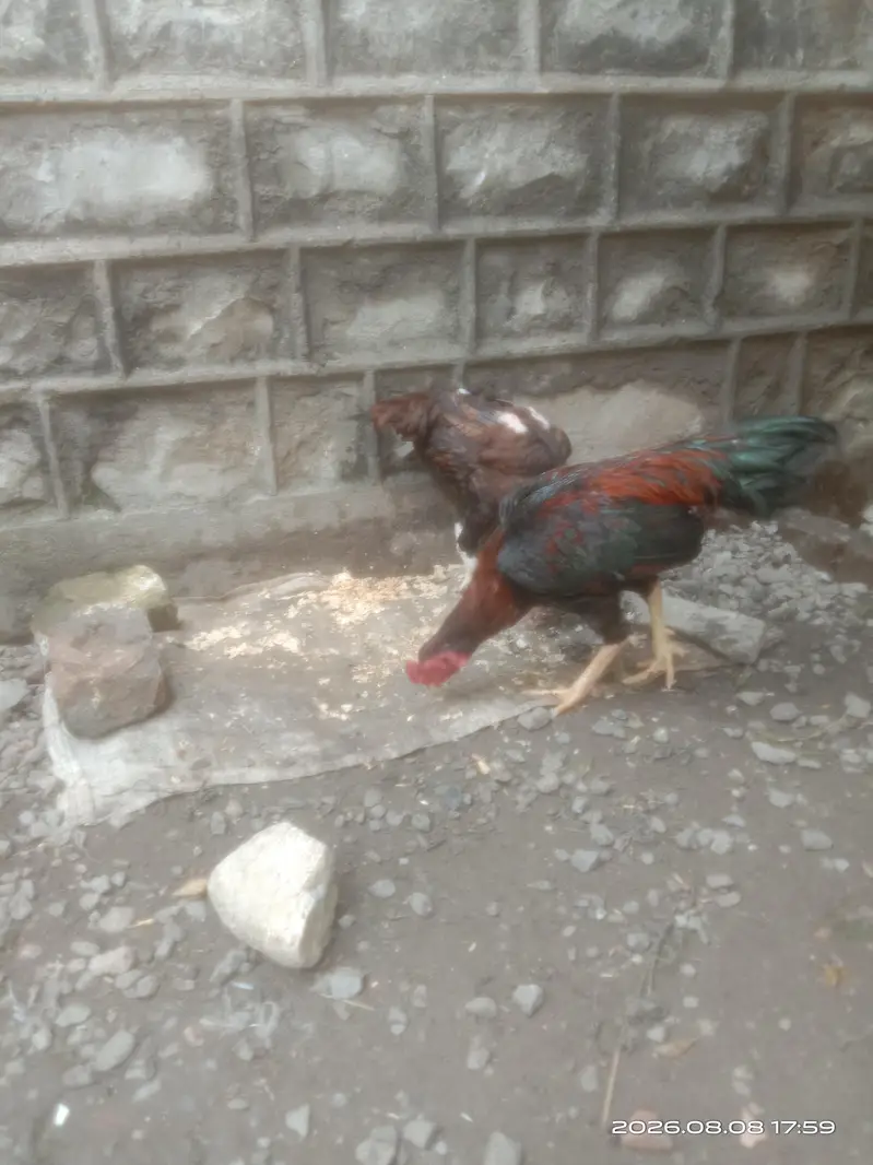 aseel pair — photo 3