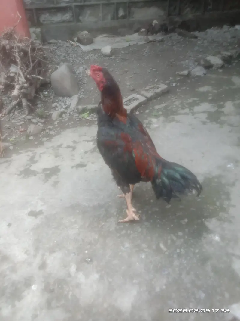 aseel pair — photo 4