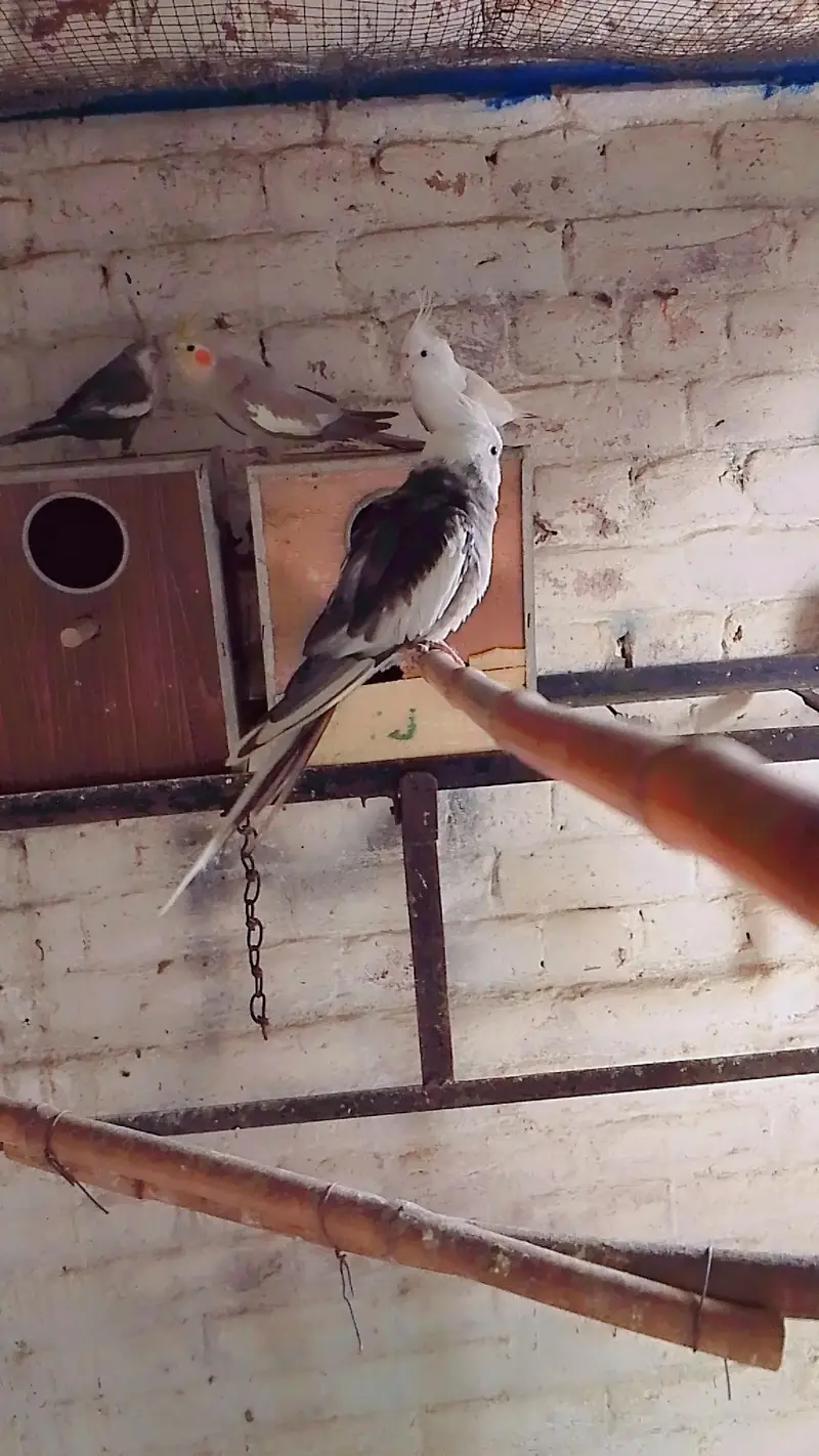 nail tail fly all ok koi masla ni — photo 2