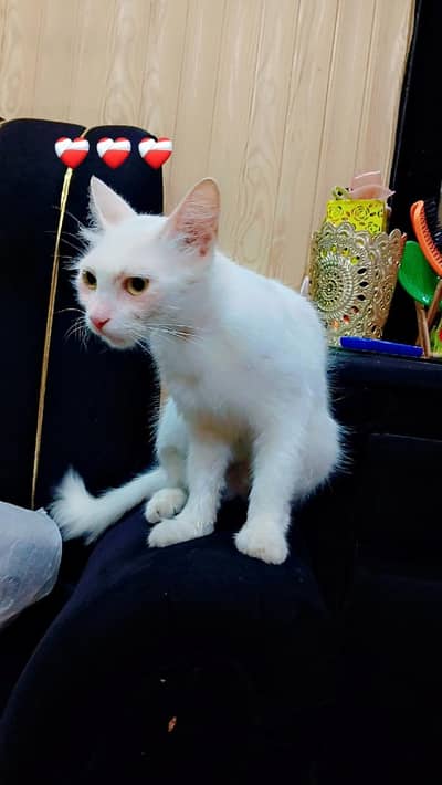 pure white cat for sale