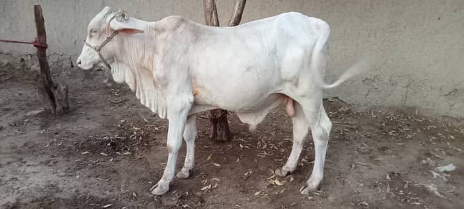 Nukra bchra for sale