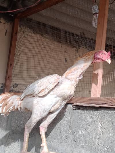 aseel amroha for sale
