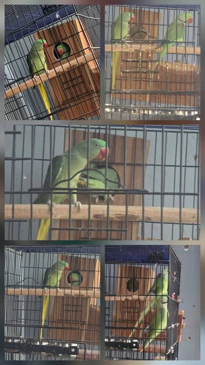 Pahari Parrot