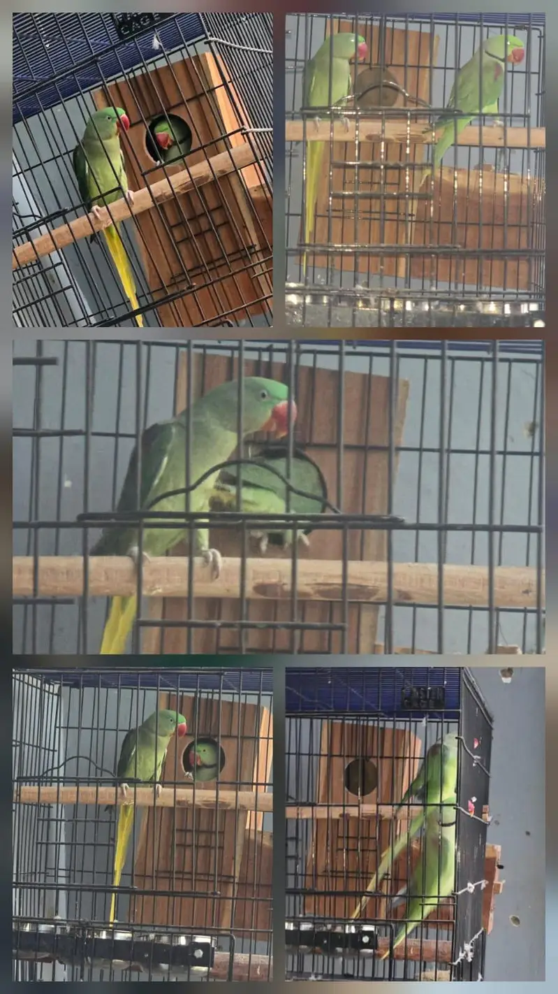 Pahari Parrot