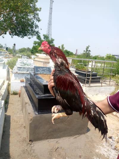 aseel murga mainwali