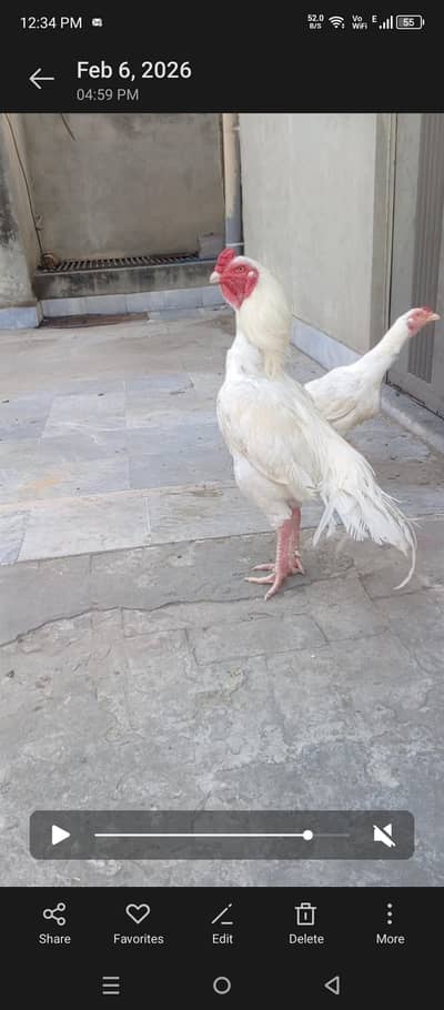 Heera or Lal chena murga