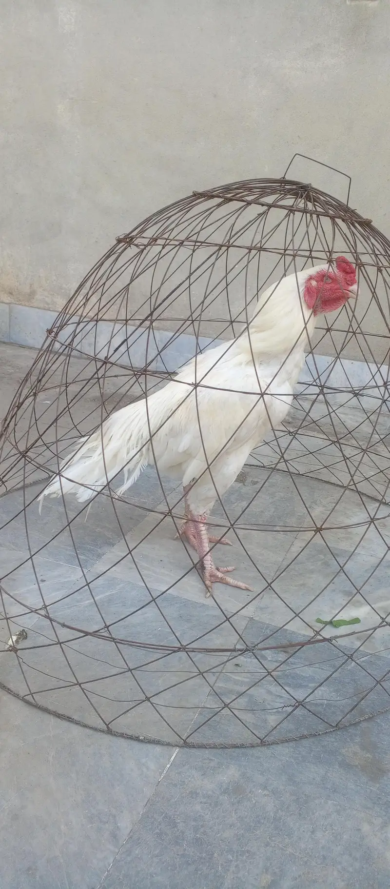 Heera or Lal chena murga — photo 2