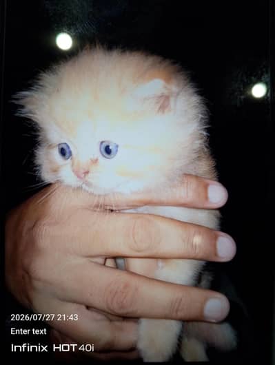 4 persian kitten. just for pet lovers