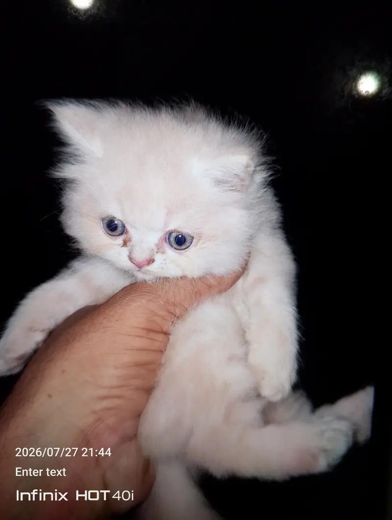 4 persian kitten. just for pet lovers — photo 2
