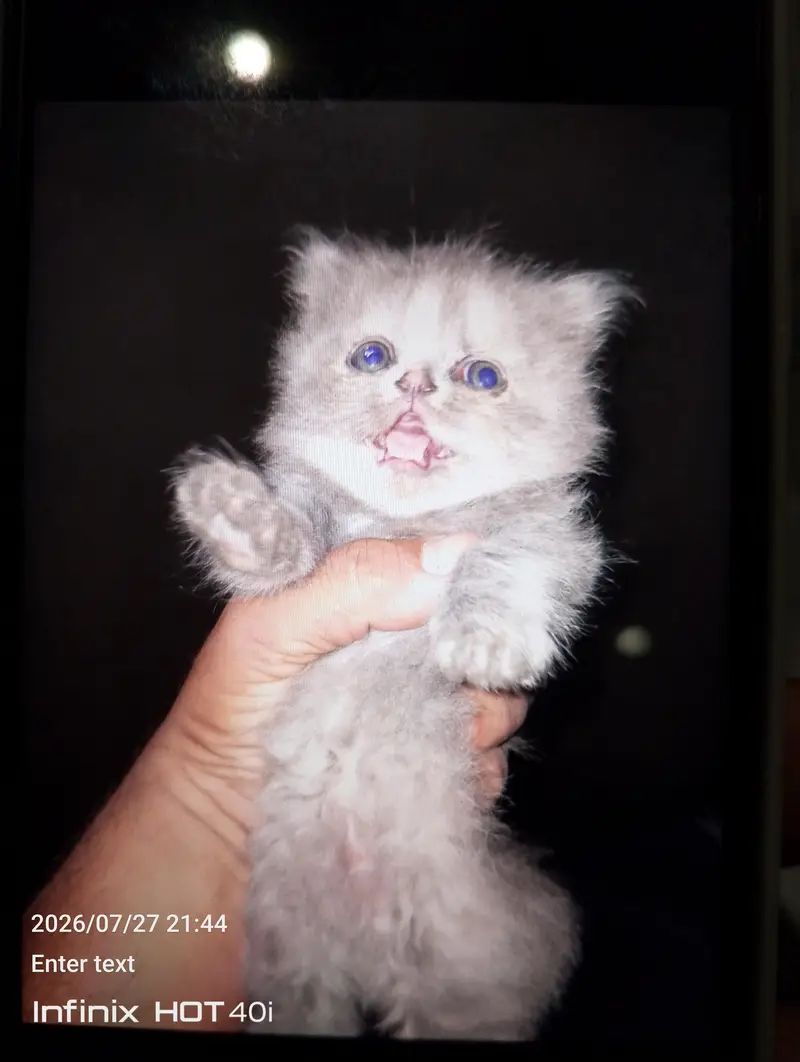 4 persian kitten. just for pet lovers — photo 3