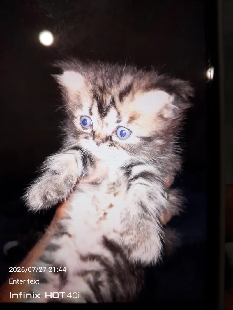 4 persian kitten. just for pet lovers — photo 4