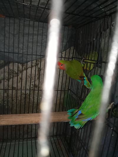 lovebirds