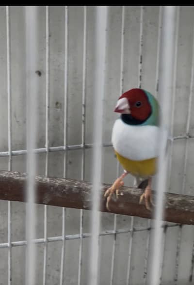 gouldian