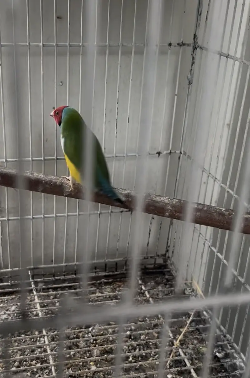 gouldian — photo 2