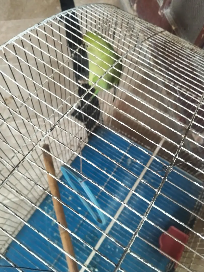 Green parrot — photo 2