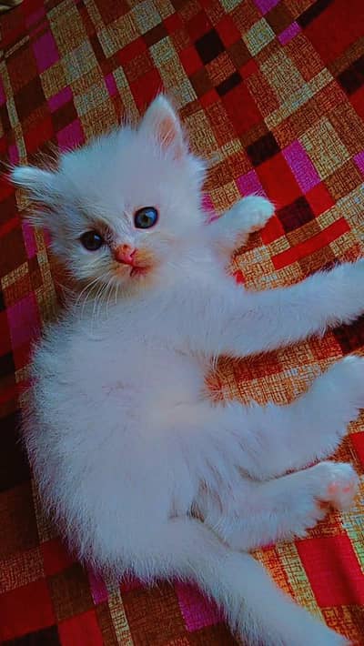 white Persian healthy kitten