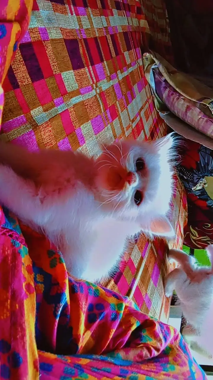 white Persian healthy kitten — photo 2