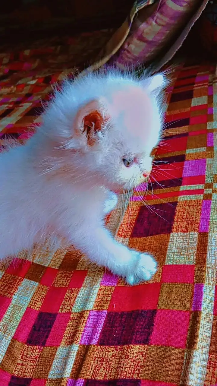 white Persian healthy kitten — photo 3