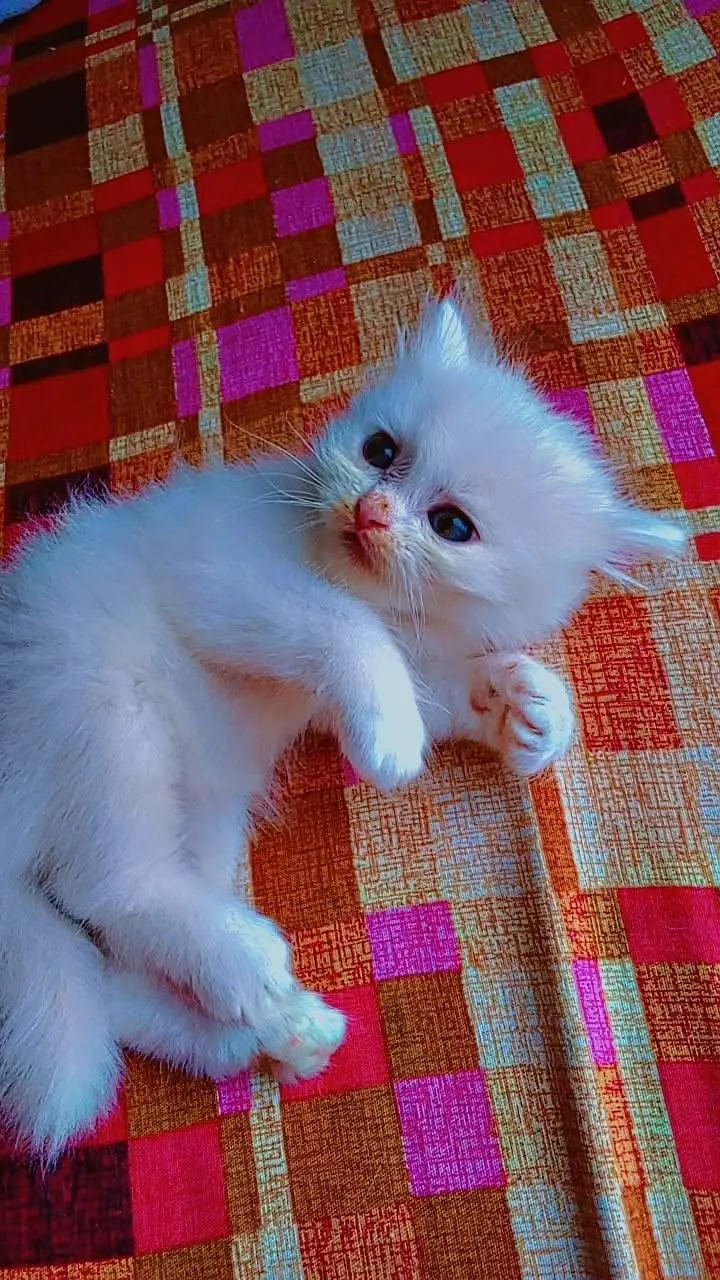 white Persian healthy kitten — photo 4