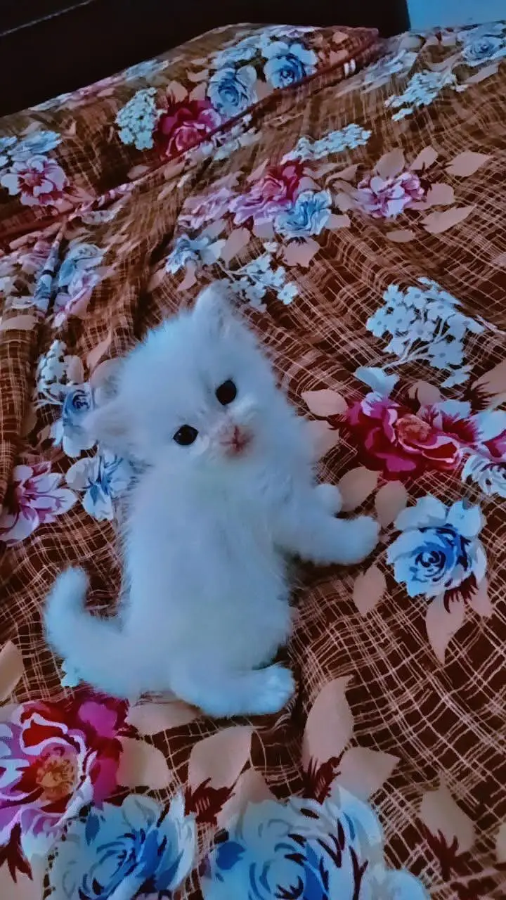 white Persian healthy kitten — photo 5