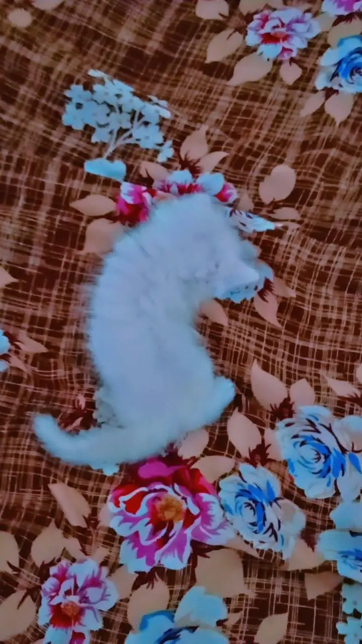 white Persian healthy kitten — photo 6