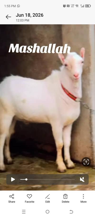 bakra