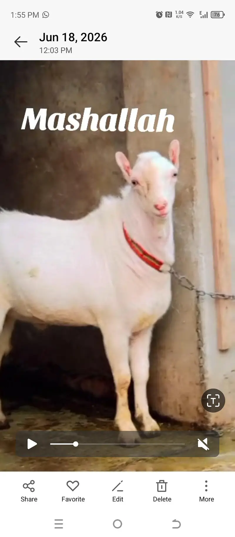 bakra — photo 2