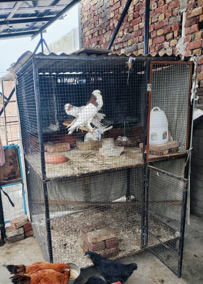 Hens cage